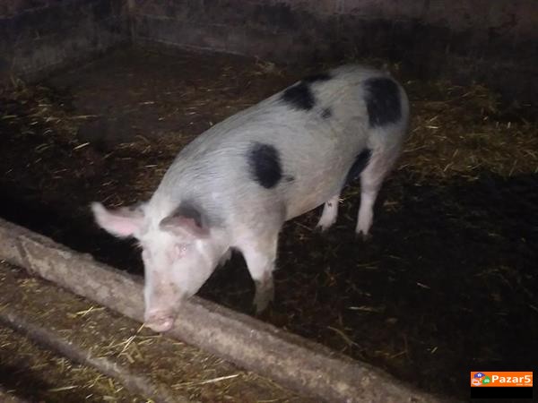 Pod Itno Go Prodavam Ova Zensko Prase Landras Po C