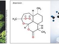  СЛАДОК ПЕЛИН - Artemisia Annua - Sladok Pelin