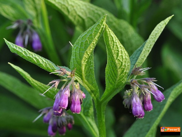  Apiherbal-natural Pharmacy