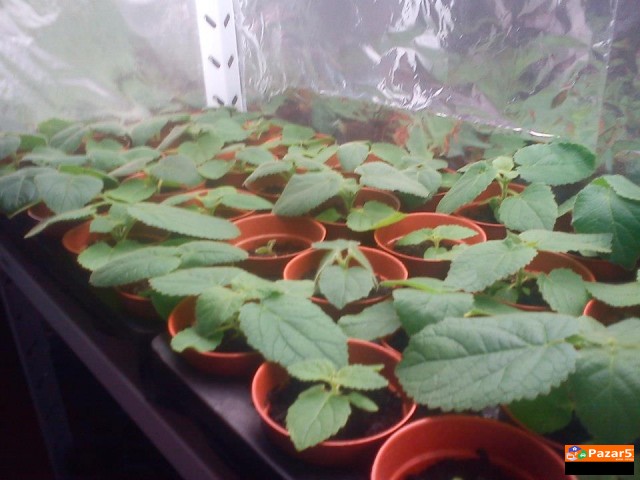 Paulownia Paulovnia Paulovnija Paulina Polonia пау