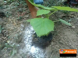Paulownia Paulovnia Paulovnija Paulina Polonia пау