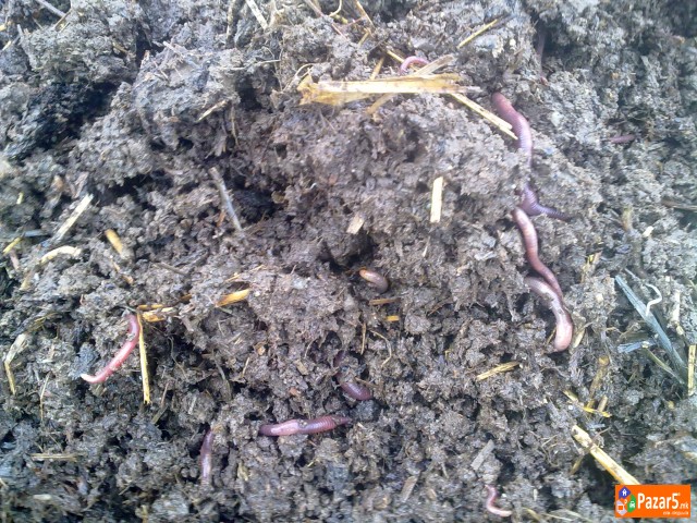 КАЛИФОРНИСКИ ЦРВИ