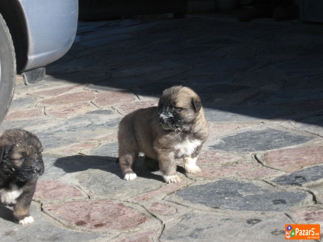 Se Prodavaat Mali Sarplanincina 5000 Denari