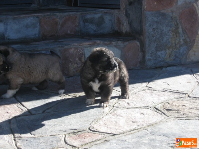 Se Prodavaat Mali Sarplanincina 5000 Denari