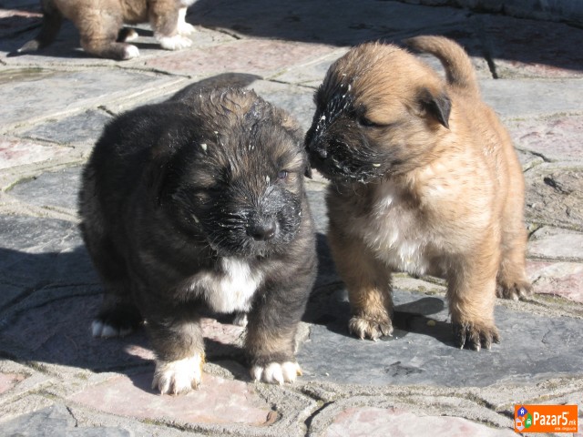 Se Prodavaat Mali Sarplanincina 5000 Denari