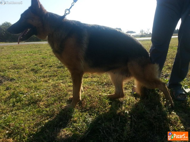 Germanski Ovcar-ekstra Zenki