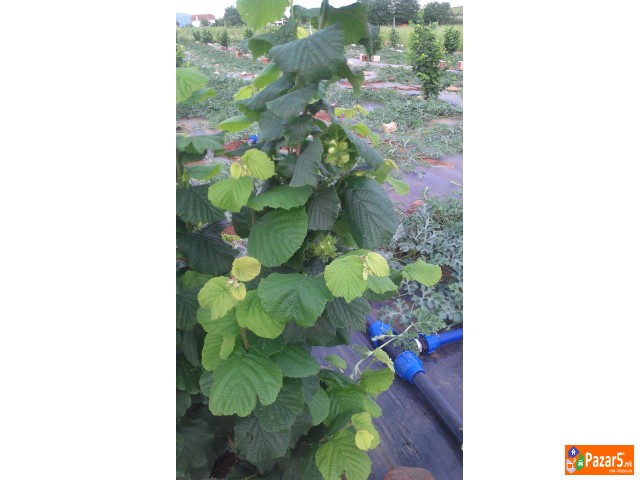 Italijanski Sadnici Na Lesnik So Dogovor Za Otkup 