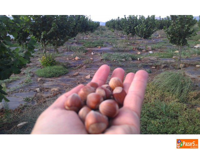 Italijanski Sadnici Na Lesnik So Dogovor Za Otkup 