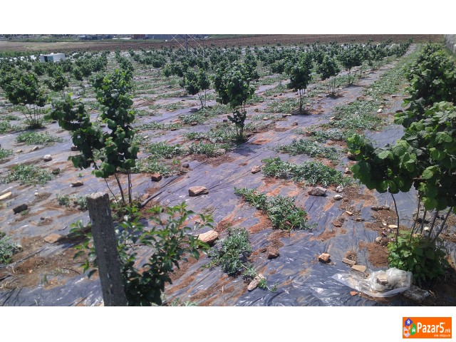 Italijanski Sadnici Na Lesnik So Dogovor Za Otkup 