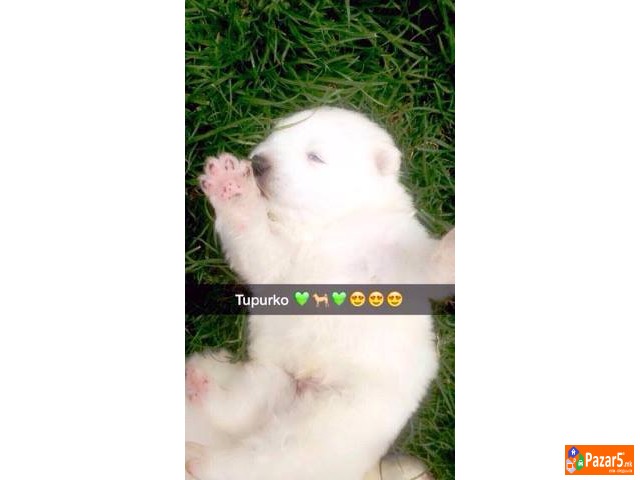 Se Prodavaat Kutrenca Od Rasata Sibirski Samojed