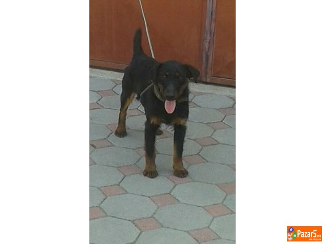 Germanski Loven Terier