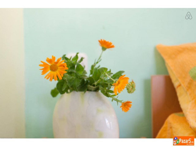 Apartmani Lile Pestani I Bungalowi