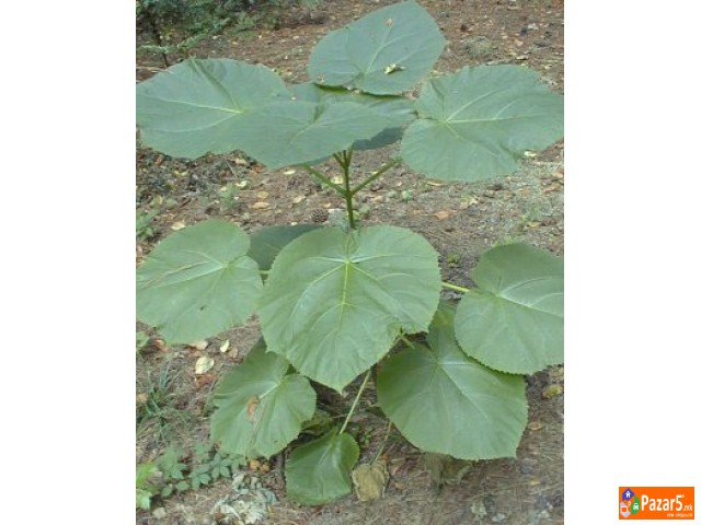 Paulownia, (Polonia, Paulovnia, Pauwovnia, Pauwoni
