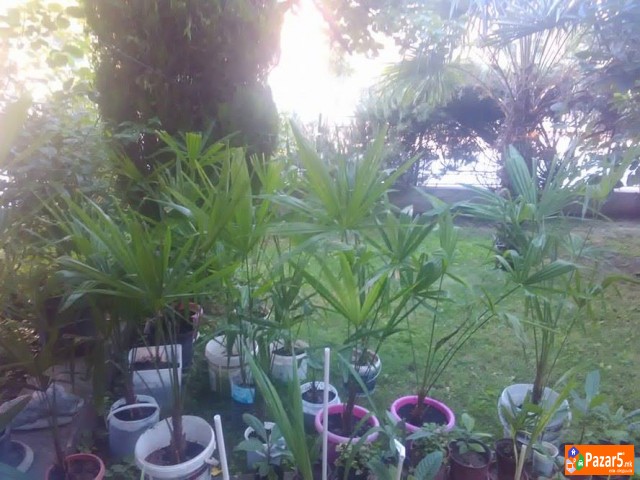 Продавам палми и јапонски мушмули