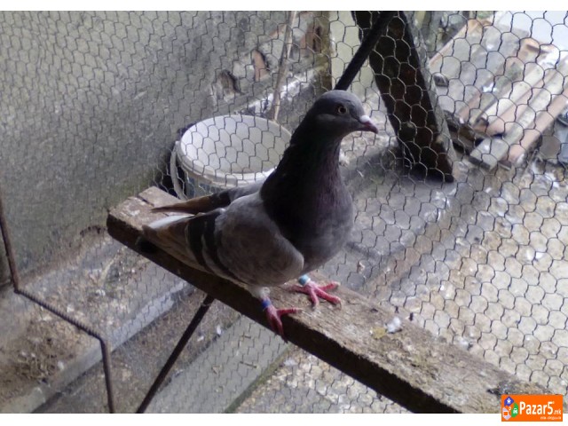 Енглески Типлер