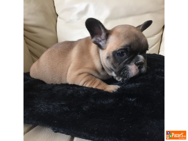 Францускиот булдог кученца