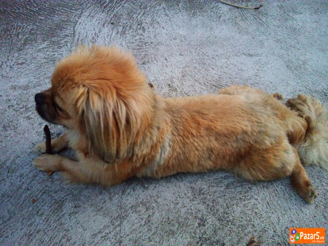 Kralski Pikinejzer Spremen Za Parenje 