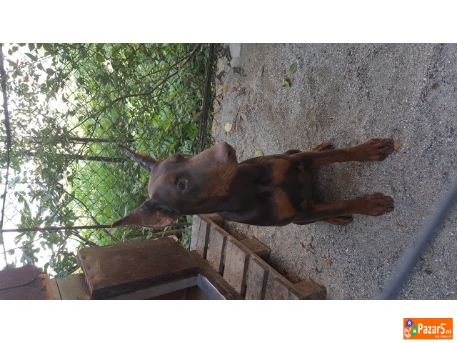 Prodavam Doberman