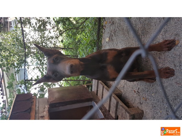 Prodavam Doberman