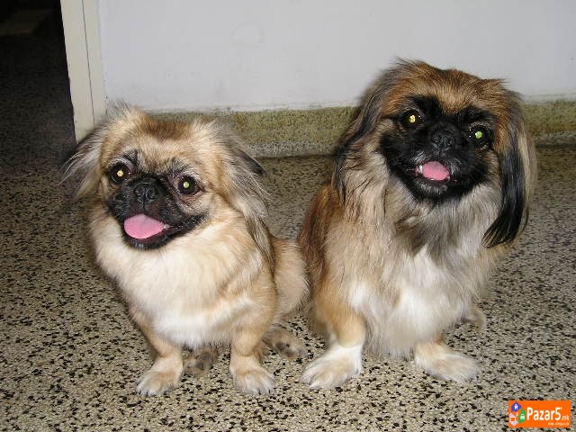 Kralski Pekinezeri Minijaturni Preubavi Malecki