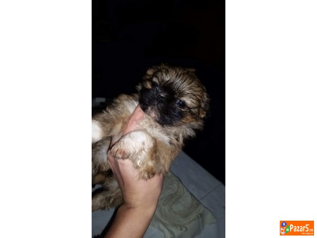 Kralski Pekinezeri Minijaturni Preubavi Malecki