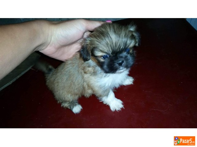 Kralski Pekinezeri Minijaturni Preubavi Malecki