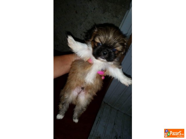 Kralski Pekinezeri Minijaturni Preubavi Malecki