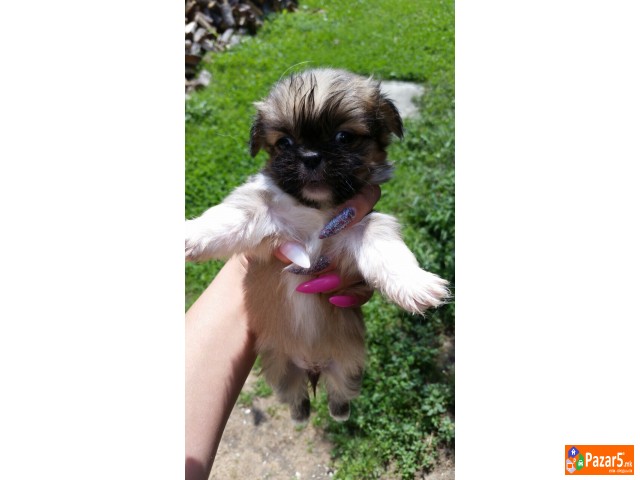 Kralski Pekinezeri Minijaturni Preubavi Malecki