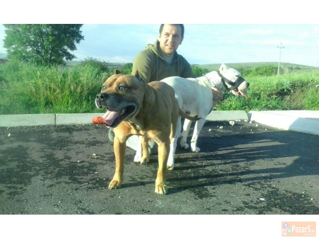 Se prodavaat kucenca dogo argentino pitbull mix