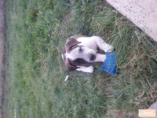 Se Prodavaat Kucenca Dogo Argentino Pitbull Mix