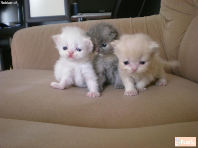 Persiski Macina - Extra Leglo