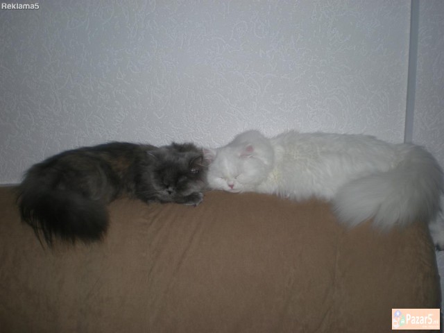 Persiski Macina - Extra Leglo