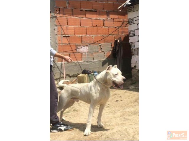 Dogo Argentino