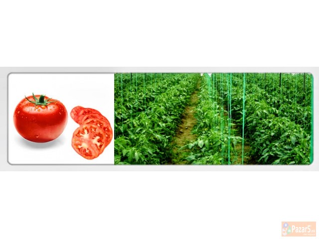 Prodazba Na Plastenici Od Pleksiglas So 10 Godini 