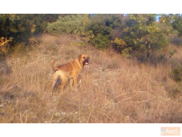 BULMASTIFF