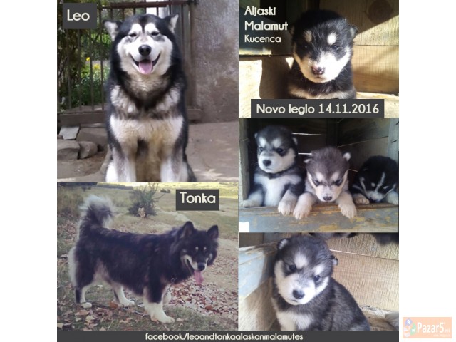 Кученца Аљаски Маламут