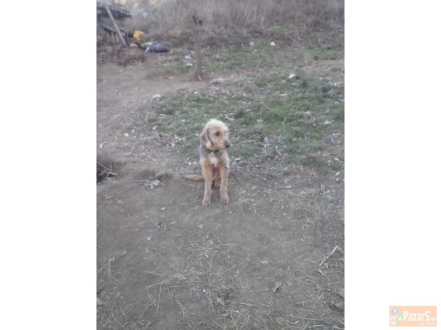 Se Prodava Barak I Alpinec 