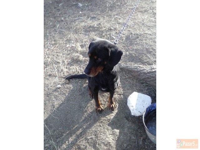 Se Prodava Barak I Alpinec 