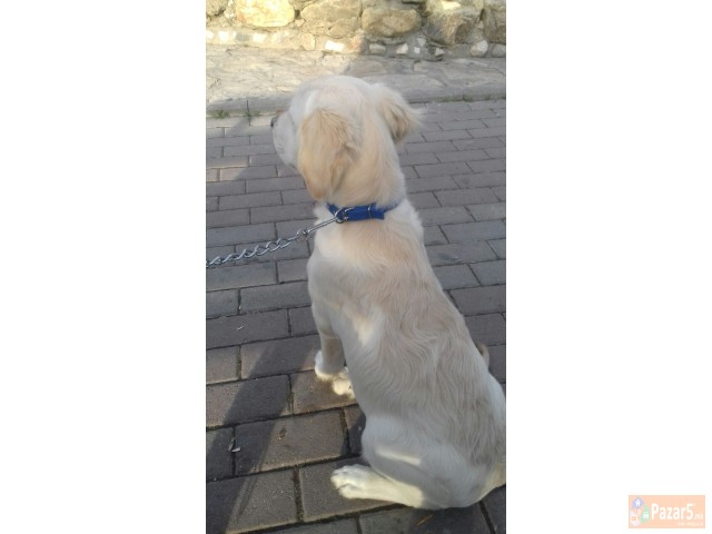 ЗЛАТЕН РЕТРИВЕР