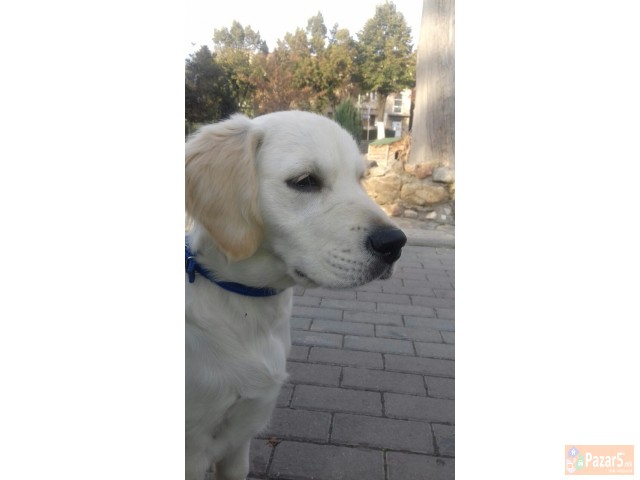 ЗЛАТЕН РЕТРИВЕР