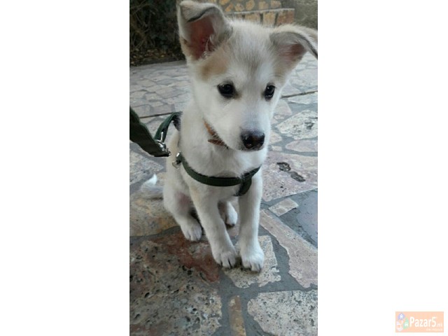 Prodavam Ubavo Kuce Haska!!!!