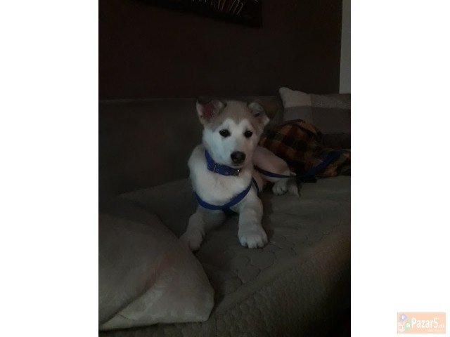 Prodavam Ubavo Kuce Haska!!!!