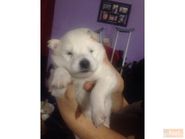 Se Prodavaat Preubavi Cistokrvni Sibirski Samojedi