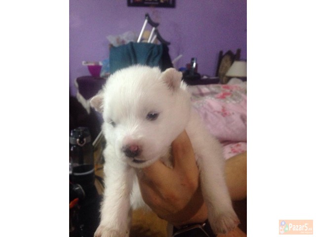 CISTOKRVNI KUCENCA SIBIRSKI SAMOJED