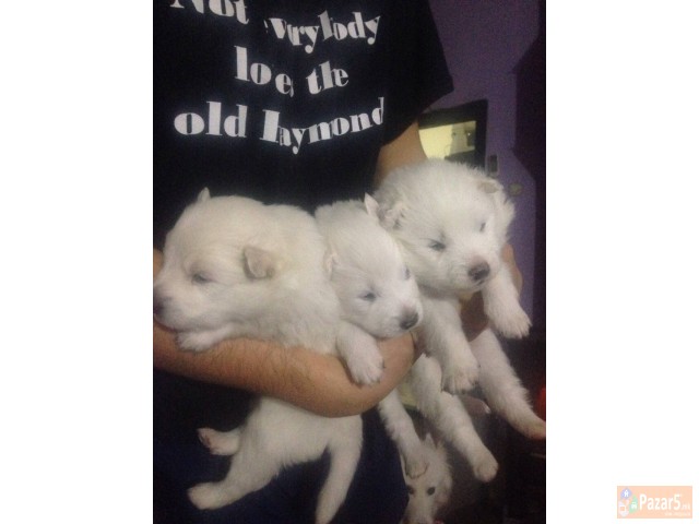 Cistokrvni Kucenca Sibirski Samojed