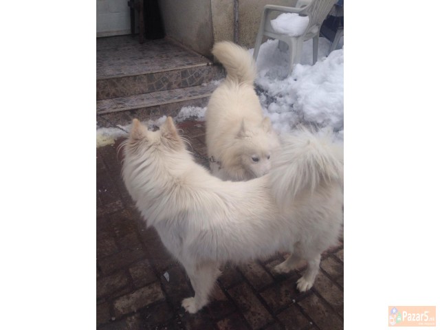 Cistokrvni Kucenca Sibirski Samojed