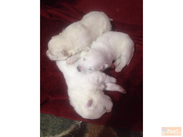 Cistokrvni Kucenca Sibirski Samojed