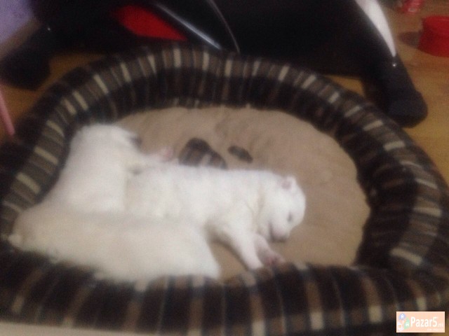 Cistokrvni Kucenca Sibirski Samojed