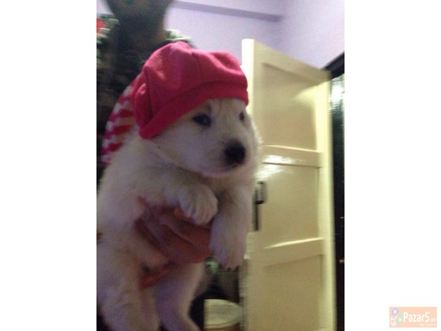 Cistokrvni Kucenca Sibirski Samojed