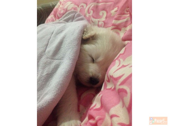 Cistokrvni Kucenca Sibirski Samojed